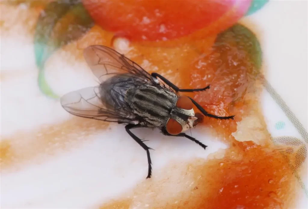 Tips to get rid of fruit flies in the drain